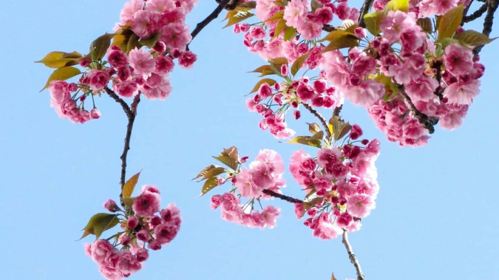 Guia pratico para criadores brasileiros que querem alcancar marcas suicas no Takatak e produzir videos curtos patrocinados taticas, pitch, precificacao e checklist de conteudo.