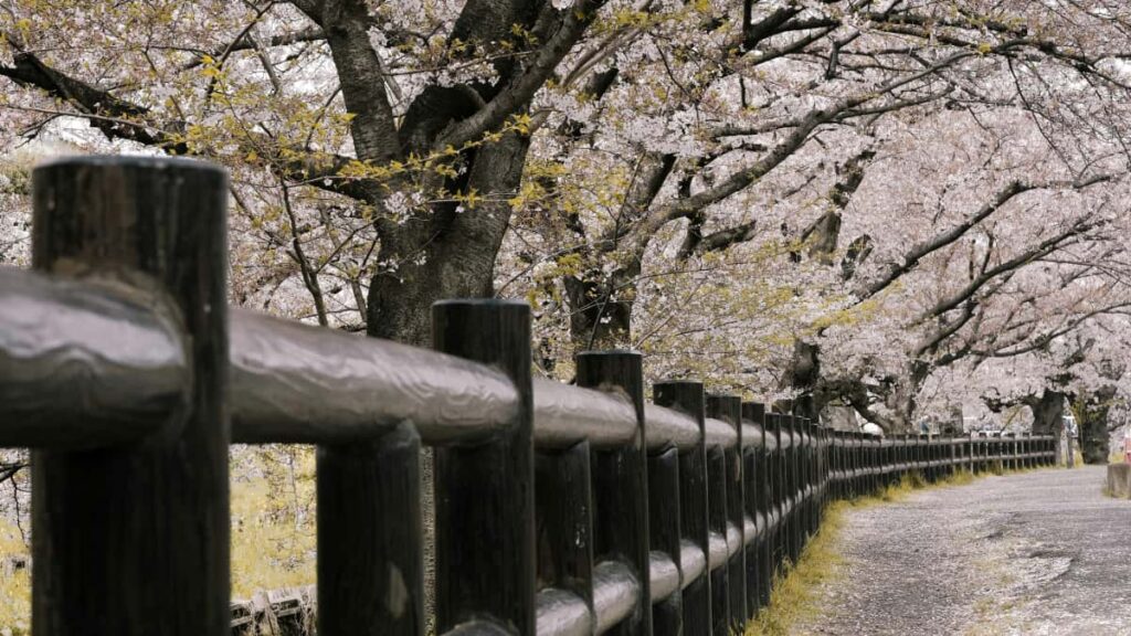 Guia pratico para criadores brasileiros contatarem marcas luxemburguesas via Amazon, criar desafios com trilhas sonoras e transformar parcerias em alcance real na Benelux.