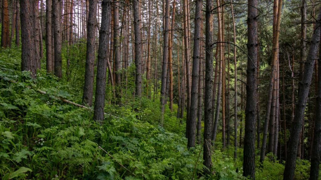 Guia pratico para criadores brasileiros que querem fechar patrocinio com marcas da Bulgaria via LinkedIn e fazer lives de games com seguranca, tecnicas e exemplos.