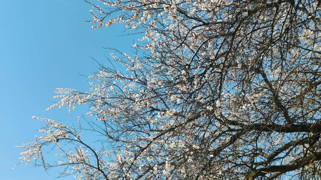 Guia pratico para creators brasileiros alcancarem marcas portuguesas ligadas a conteudos Netflix e fazer reviews de beleza e skincare, com taticas, template e proximos passos.