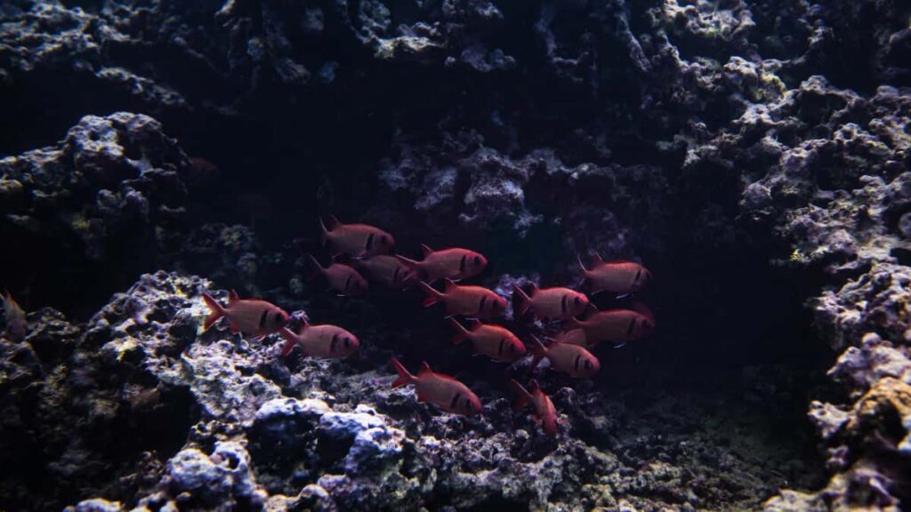 Guia pratico para anunciantes brasileiros encontrarem YouTubers em Singapura e acelerar product-led growth com conteudo de criadores.