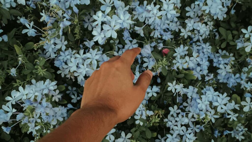 Guia pratico para creators brasileiros se conectarem com marcas de Singapura via Facebook e entrar em programas de microseeding.