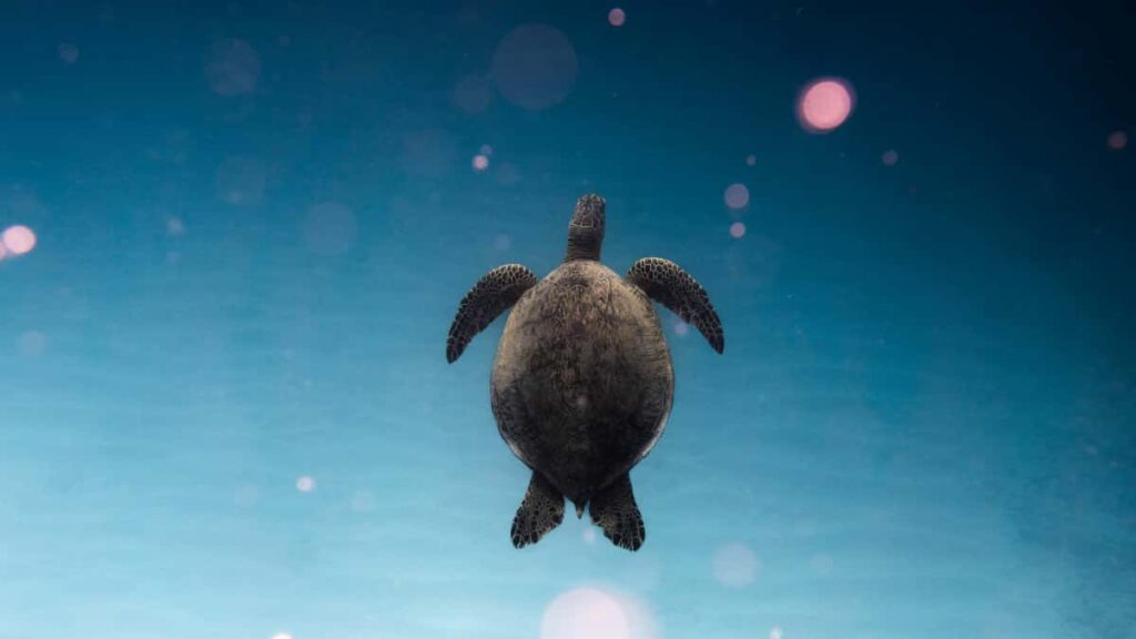 Guia pratico para criadores brasileiros alcancarem marcas da Coreia do Sul via Telegram e difundirem habitos saudaveis entre seguidores.