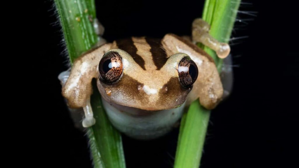 Guia pratico para anunciantes brasileiros que querem patrocinar conteudo BTS com creators de Douyin baseados em Chipre pesquisa, abordagem e cuidados.