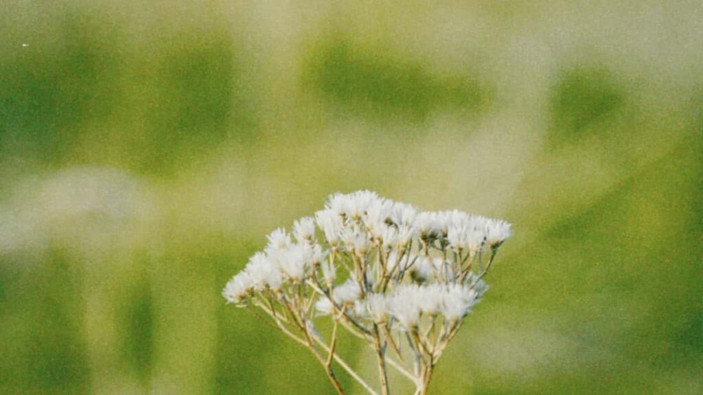 Guia pratico para criadores brasileiros alcancarem marcas da Tanzania no Telegram e transformar contatos em parcerias de longo prazo.