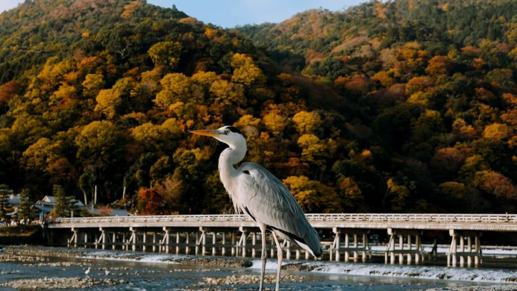 Guia pratico para anunciantes brasileiros: como identificar e ativar creators belgas no Bilibili para lancamentos de beleza, com taticas, ferramentas e riscos.