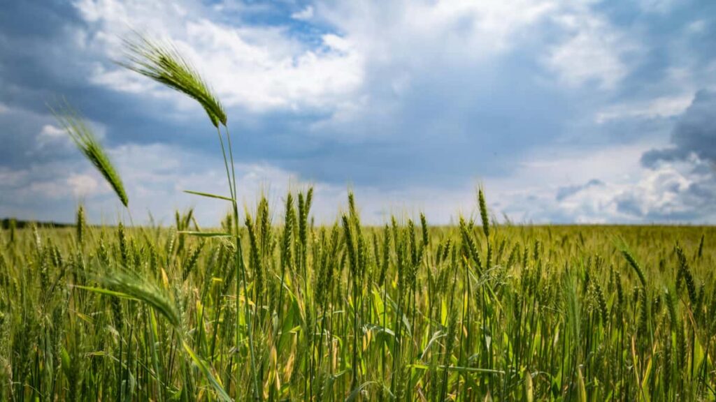 Guia pratico e tatico para anunciantes brasileiros encontrarem creators austriacos no Discord e lancar produtos com impacto local.