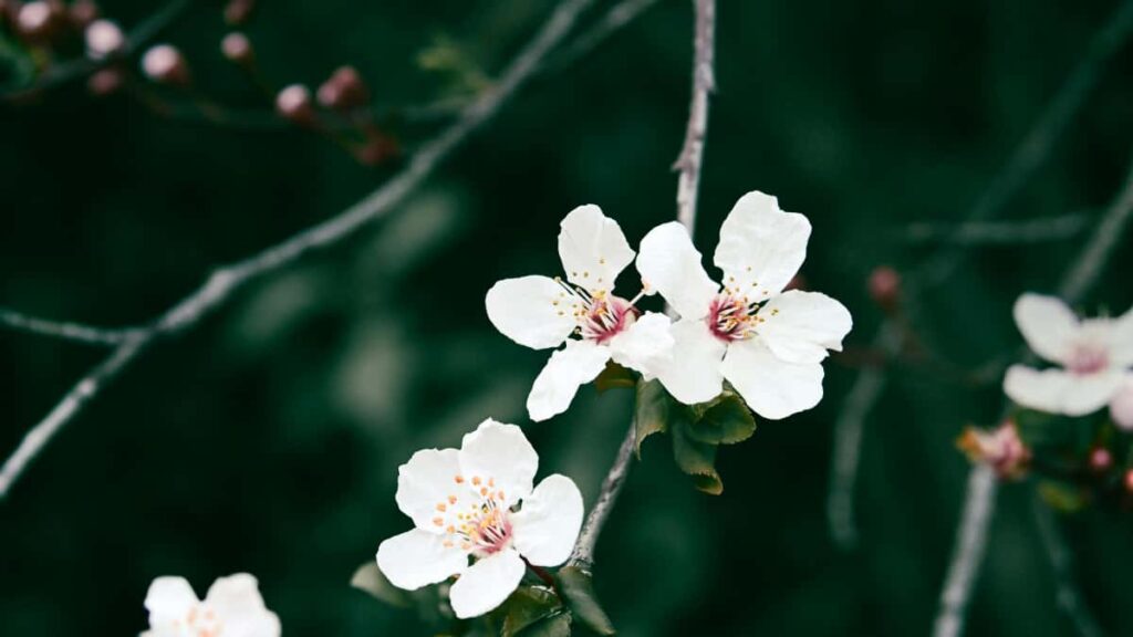 Guia pratico para anunciantes brasileiros: como localizar e ativar criadores paraguaios que vendem/referenciam no eBay e amplificar awareness em comunidades de jogos.